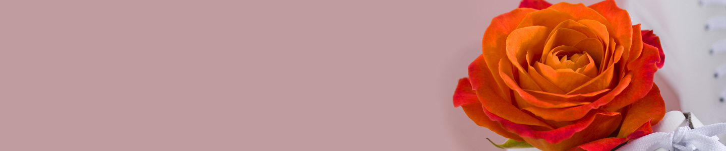 Orange roses Orange roses