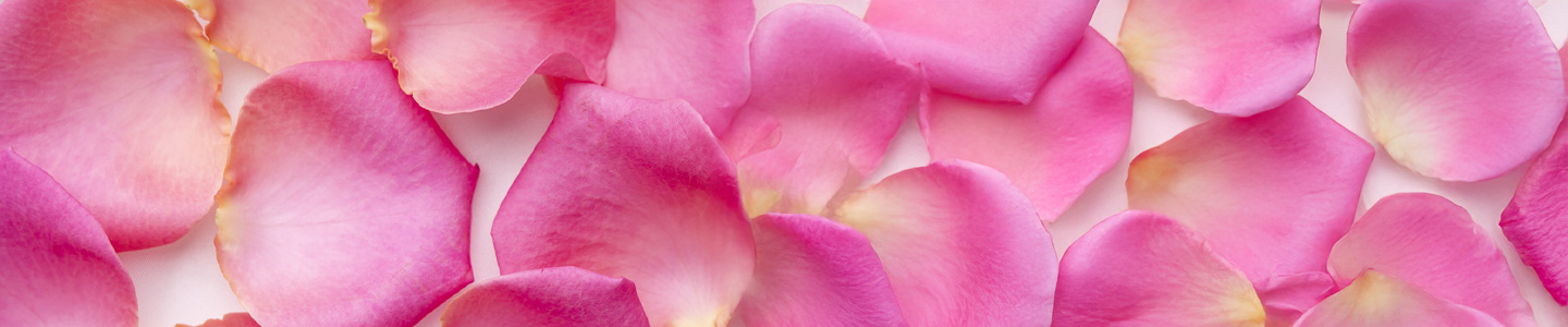 Rose petals Rose petals