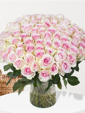 100 soft pink roses - Sweet Revival