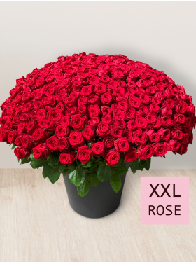 365 red roses - Red Naomi