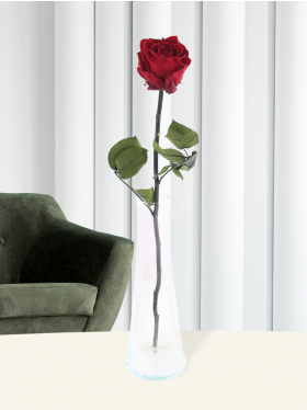 Single burgundy red long life rose including glass vase