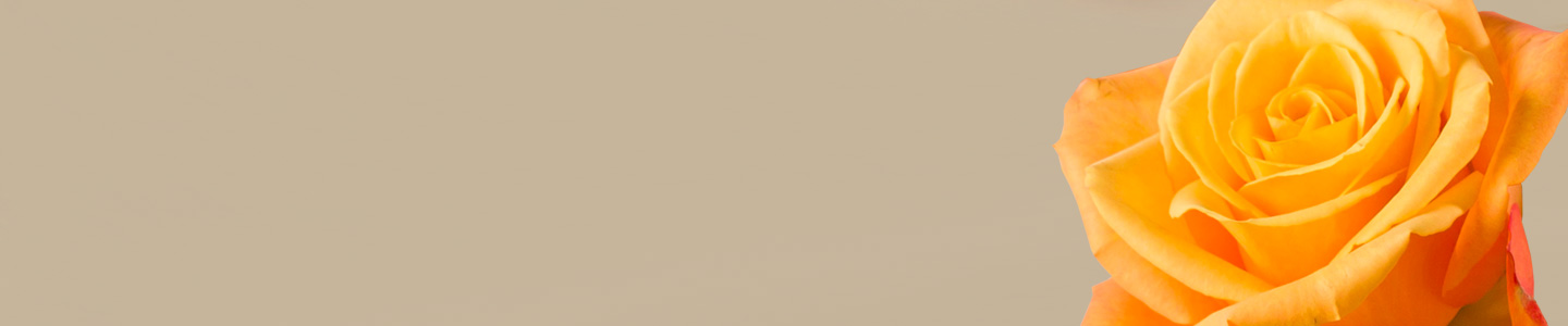 Rose variety: Confidential Rose variety: Confidential