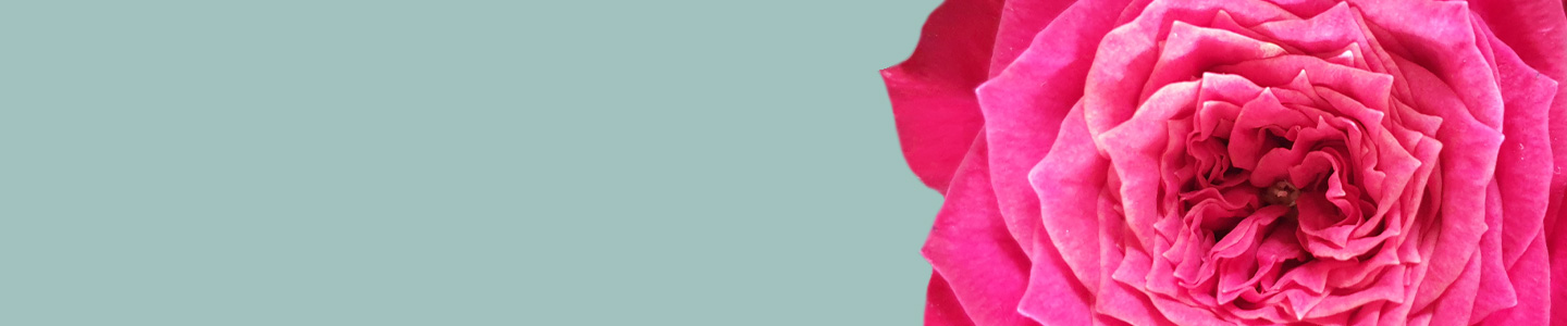 Rose variety: Magic Vuvuzela Rose variety: Magic Vuvuzela