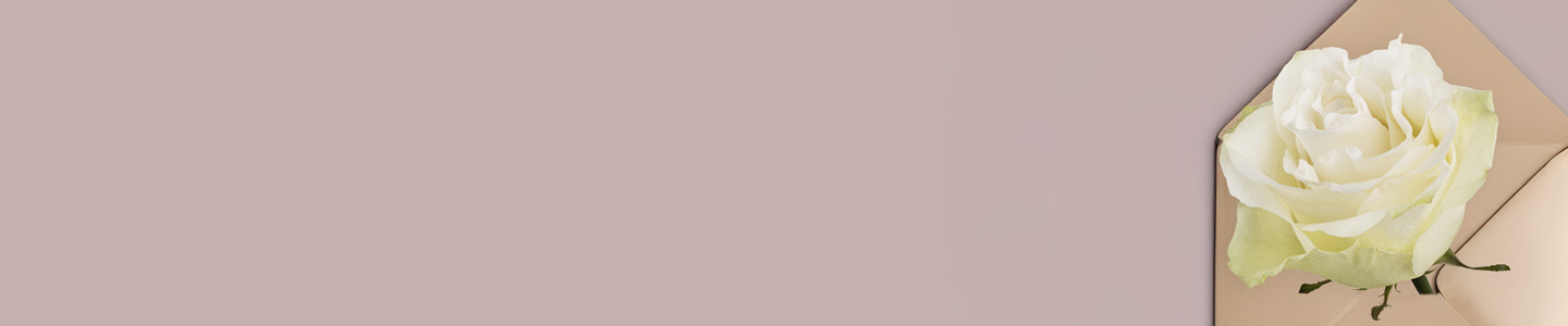 Rose variety Moonstone Rose variety Moonstone