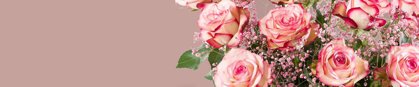 Rose variety: Paloma