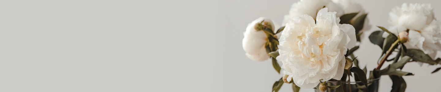 Rose variety: Duchesse de Nemours Rose variety: Duchesse de Nemours