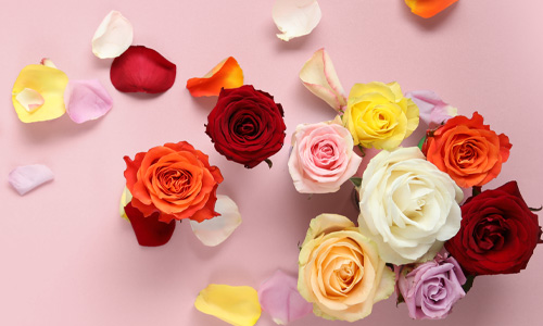 All our rose bouquets Order roses