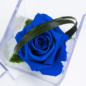 Blue long lasting rose