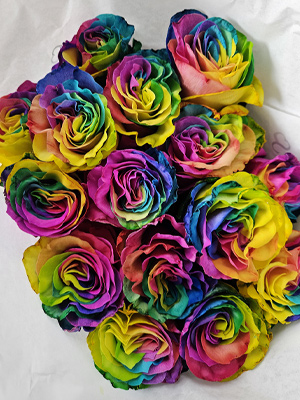 Rainbow roses