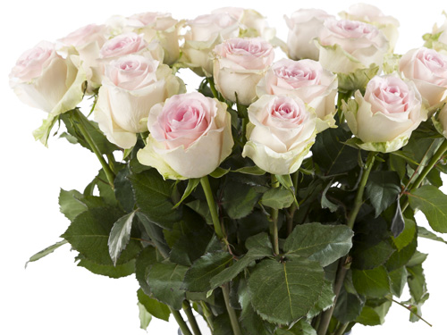 Order roses for occasions Order roses for occasions