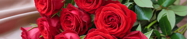 Red roses