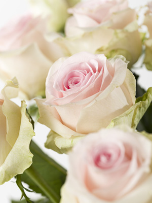 Choose your number of roses Choose your number of roses