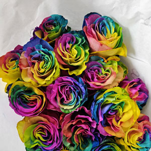 Rainbow roses