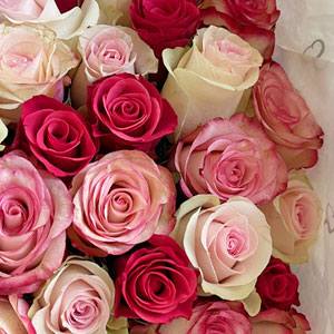 Pink rose mix