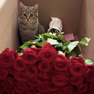 50 red roses - Red Naomi