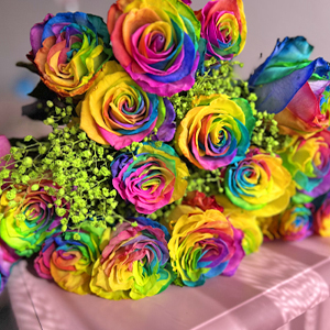 Rainbow roses with gypsophila Rainbow roses with gypsophila