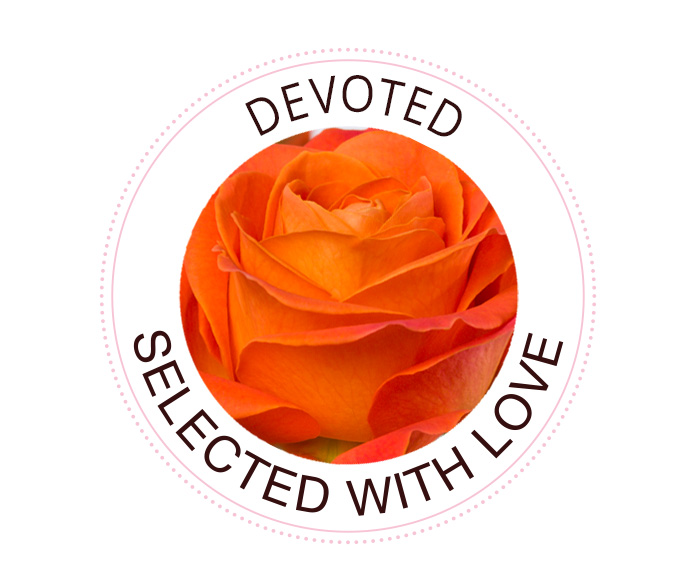Devoted The Devoted rose
