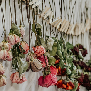 Dry your roses Drying roses