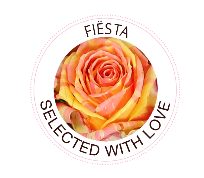 Fiësta The Fiësta rose