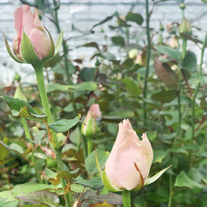 Fresh roses from the grower