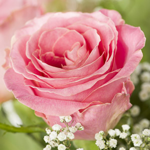 Pink Hermosa rose Pink Hermosa rose