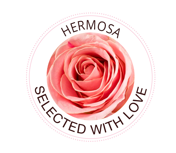 Hermosa rose