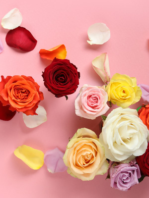 Meaning of rose colours