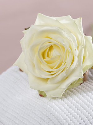 Symbolism white roses Symbolism white roses