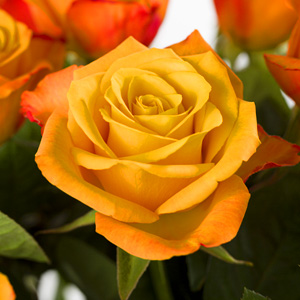 Orange roses Orange roses