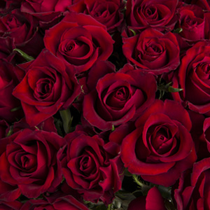 Red roses Red roses
