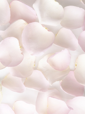 Soft pink rose petals
