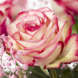 Two-coloured Paloma rose Two-coloured Paloma rose