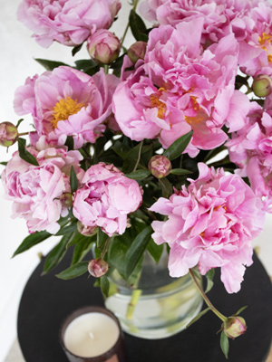 Dr. Fleming peonies