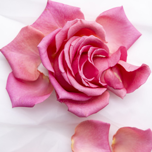 Pink rose petals