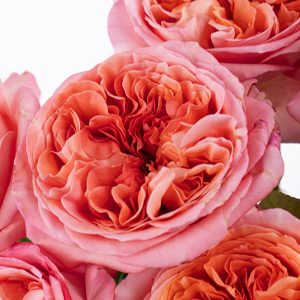 Pink X-Pression roses Pink X-Pression roses