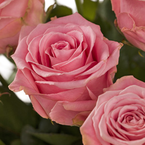 Pink Sophia Loren roses Pink Sophia Loren roses