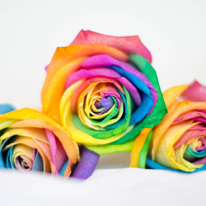 Order rainbow roses