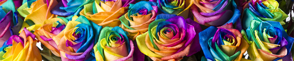 Rainbow roses