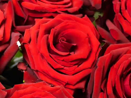 Red Bentley roses Red Bentley roses