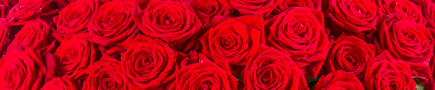 100 Red Naomi roses 100 Red Naomi roses