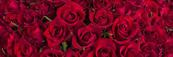 Red roses Red roses EverRed