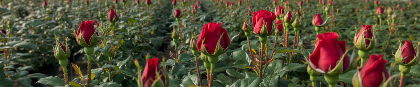 Rift Valler Roses grower Rift Valler Roses grower