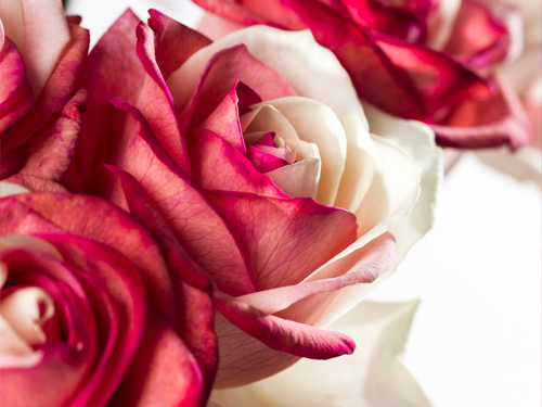 Send roses to Vienna Send roses to Vienna