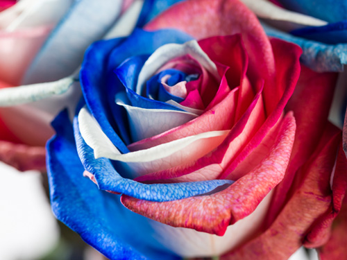 Deliver roses in Paris Deliver roses in Paris