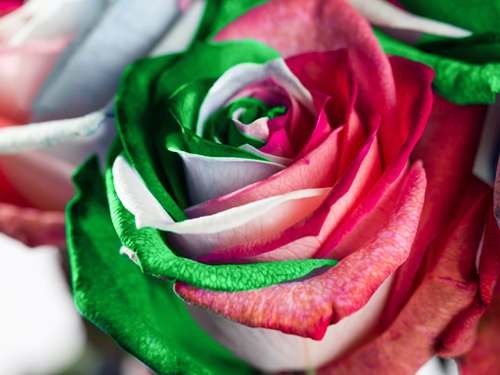 Deliver roses in Milan Deliver roses in Milan