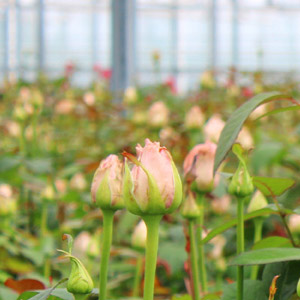 Sustainability Berg Roses