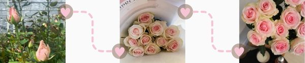 Fresh roses Roses fresh from the grower