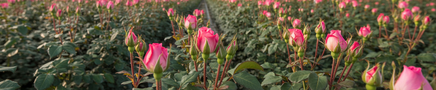Roses from Kenya Roses from Kenya