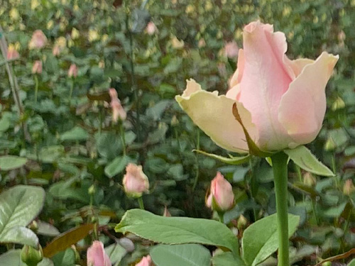 Order roses from wholesale Order roses from wholesale