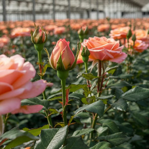 Sustainability Naranjo Roses Sustainability Naranjo Roses